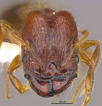 Media type: image;   Entomology 36160 Aspect: head frontal view